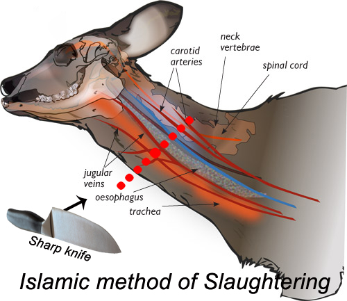 Islamic (Ruthless) Method of Slaughtering Animals