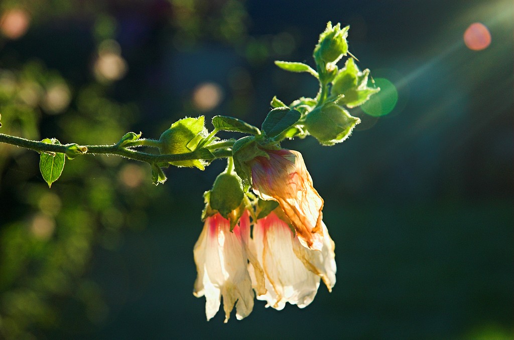 flower_nature