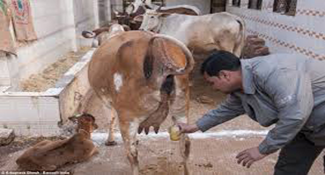 A cow urinating