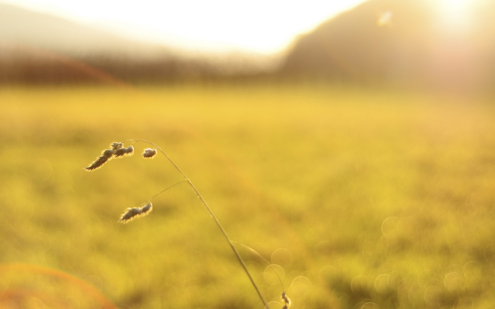 nature light