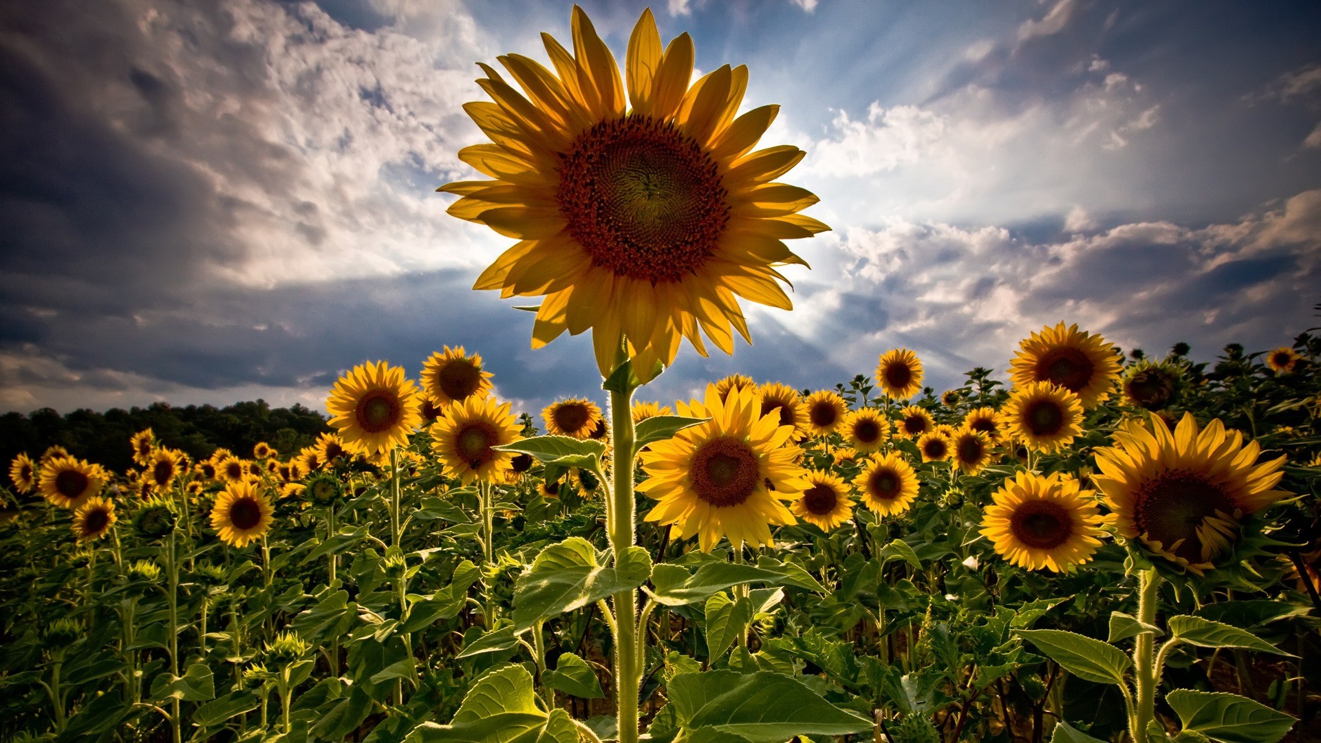 sunflowers-nature