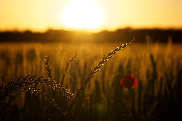 nature-field-sunrise